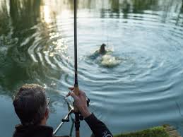 Why Catfishing is Taking the Region by Storm… and Where to Gear Up