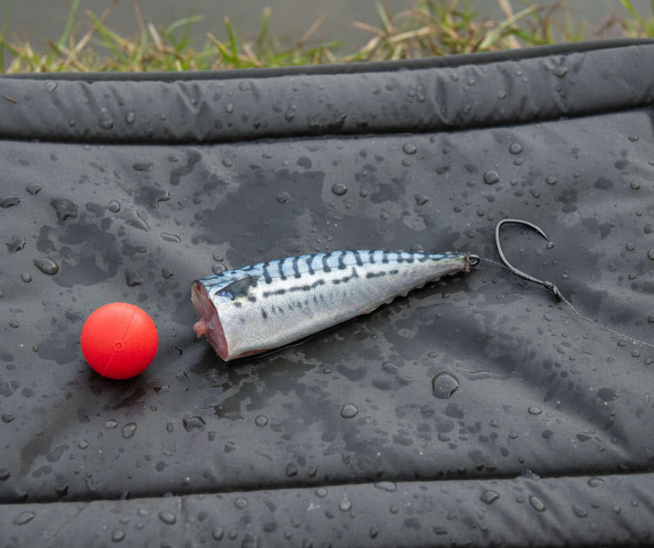 Why I’m Circling Back to Carp Style Hair Rigs… for Big Fenland Pike