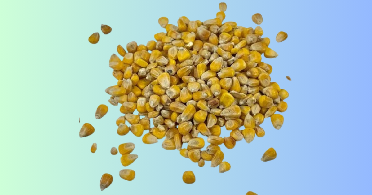 1kg Whole Maize Seed Carp Tench Bream Fishing Dry Particle Bait