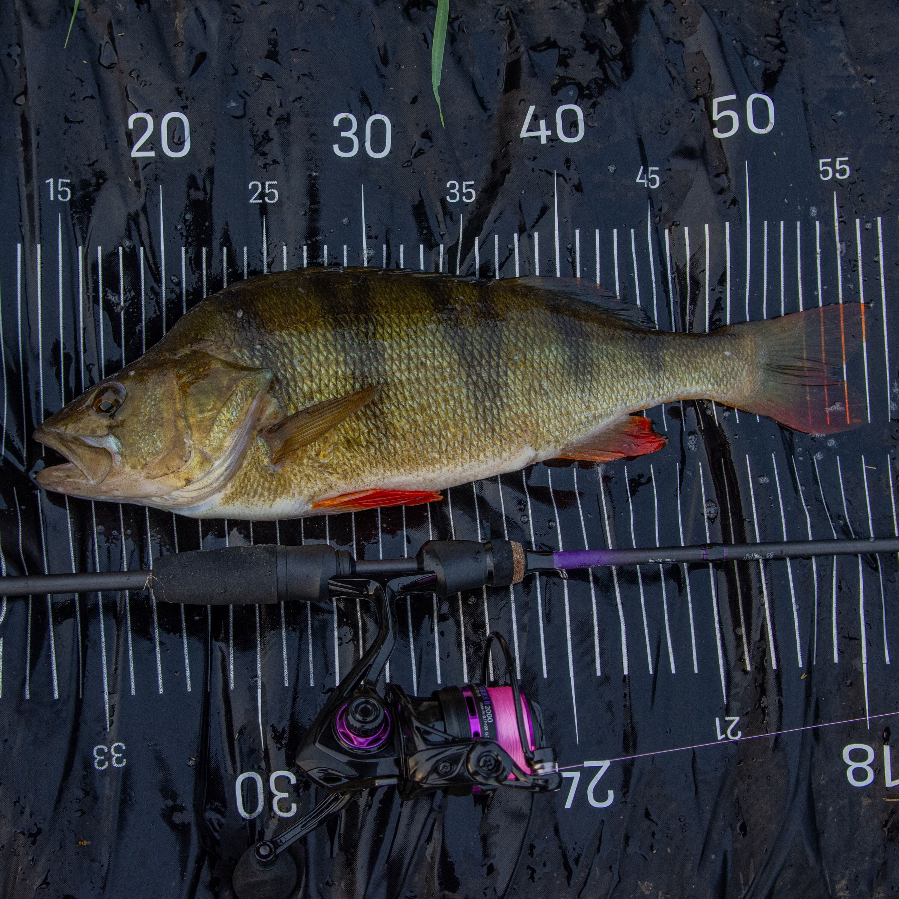 Agitator DS MKII Dropshot Rod 7ft 2in 3-15g Lure Fishing Rod - Predator Spinning