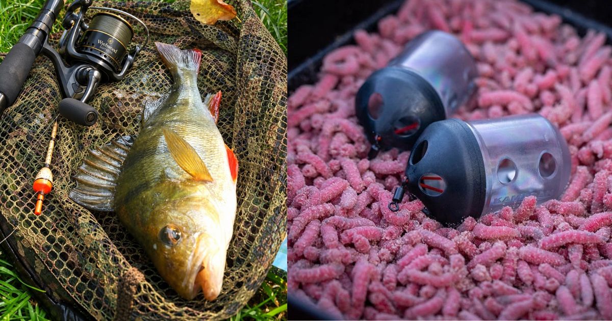 Autumn perch: give yourself a shot at a new PB