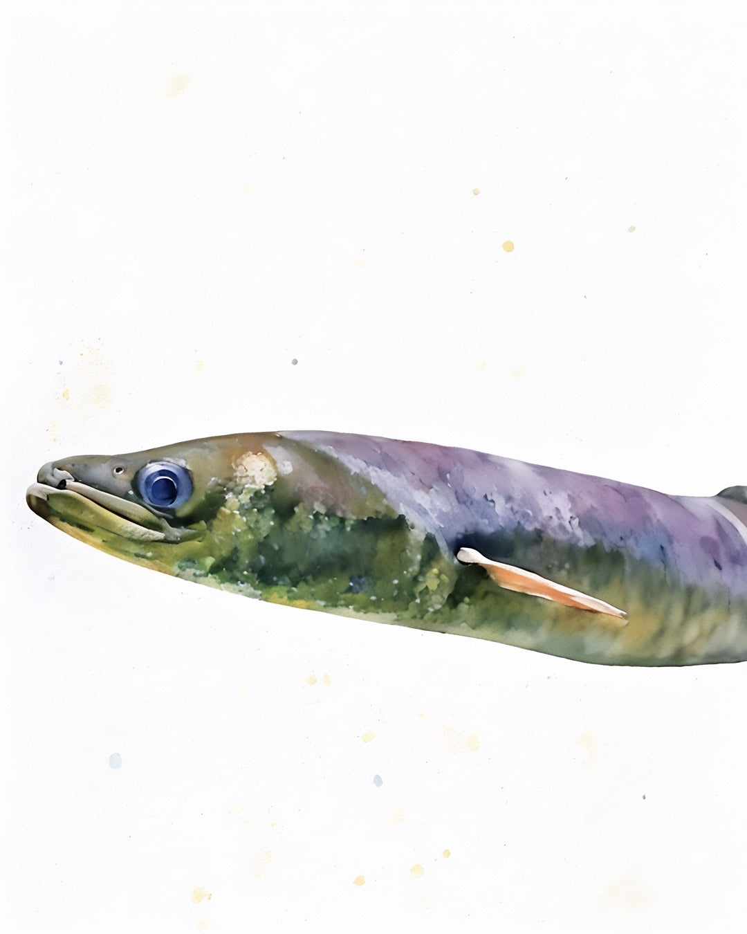 An Aide-Memoire for the Accidental Anguilla Angler