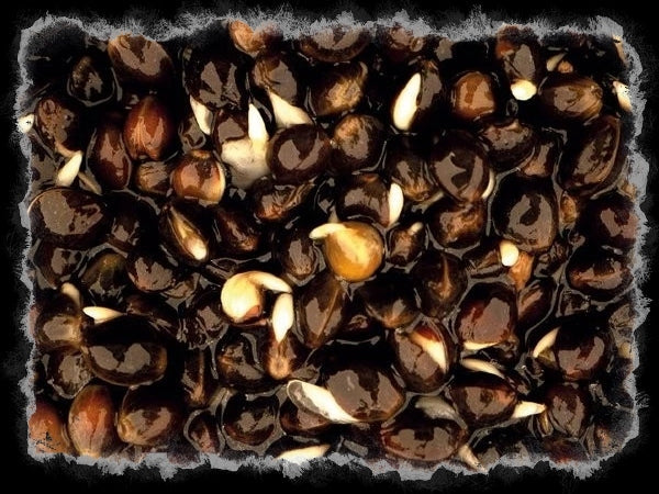 Get Your Fresh Particle Baits at Fenland Tackle Exchange!