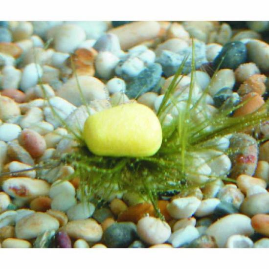 Enterprise Tackle Camo Corn D-Rig Size 8 Barbless Owner Iseama Hook Artificial Bait