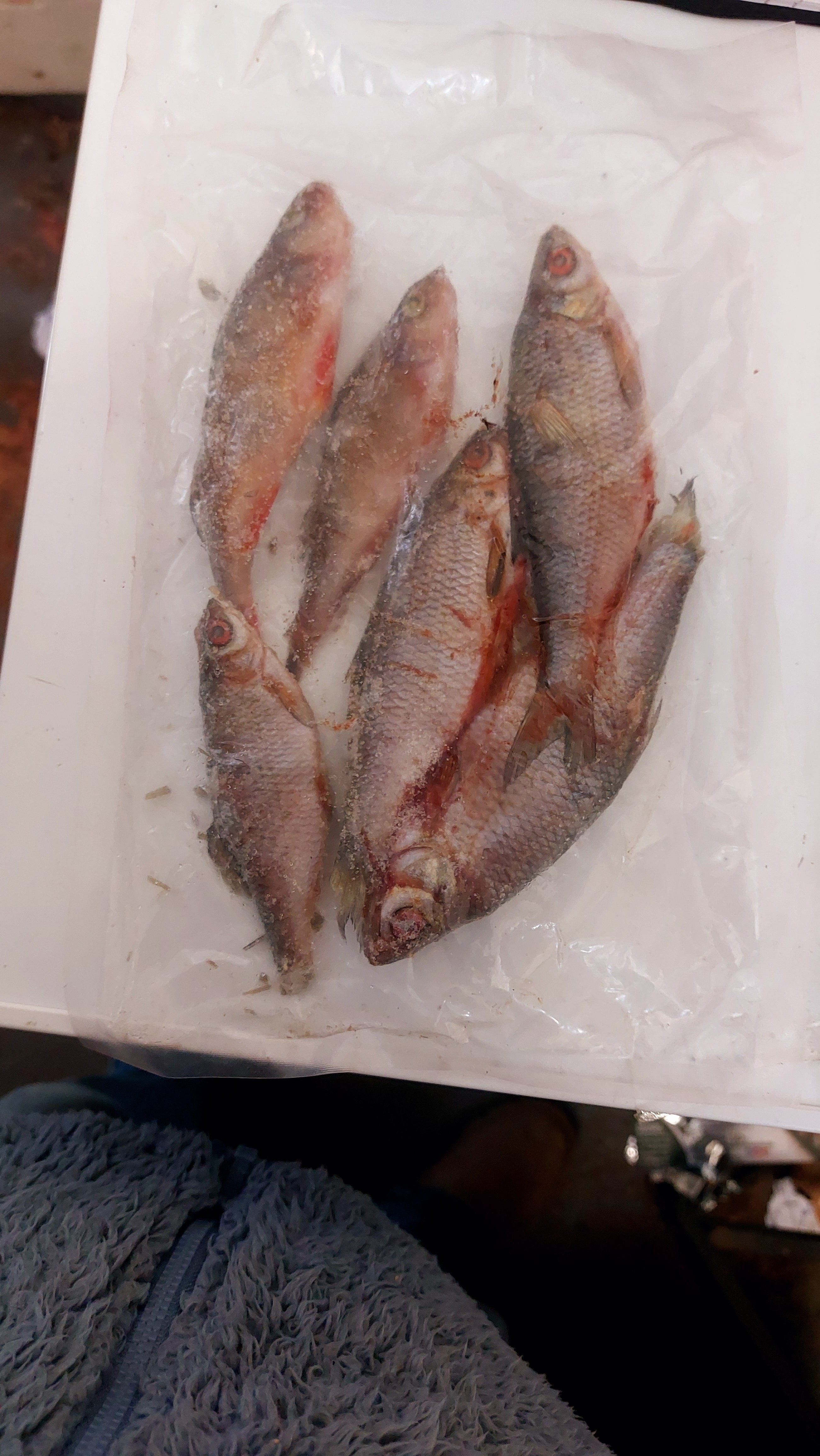 Frozen Pike Baits inc Bream, Lamprey, Mackerel, Roach, Sardines, Smelt
