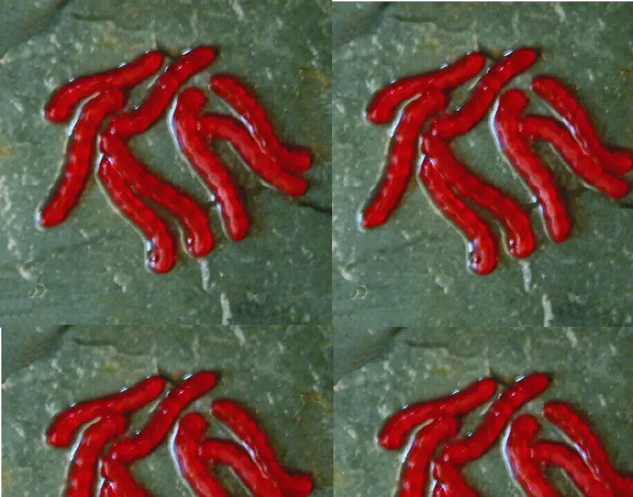 Enterprise Tackle Bloodworm Hookskins