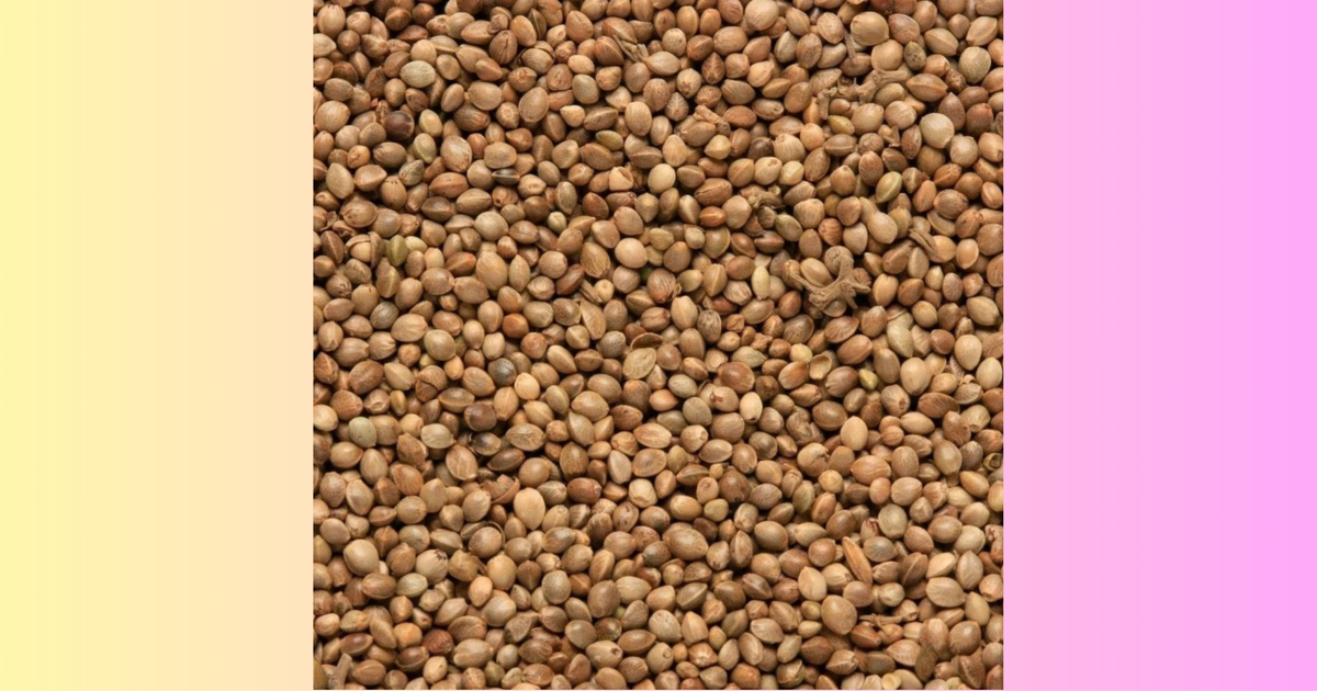 Copdock Mill Standard Hemp 800g Unprepared Fishing Bait Carp Barbel Tench Roach
