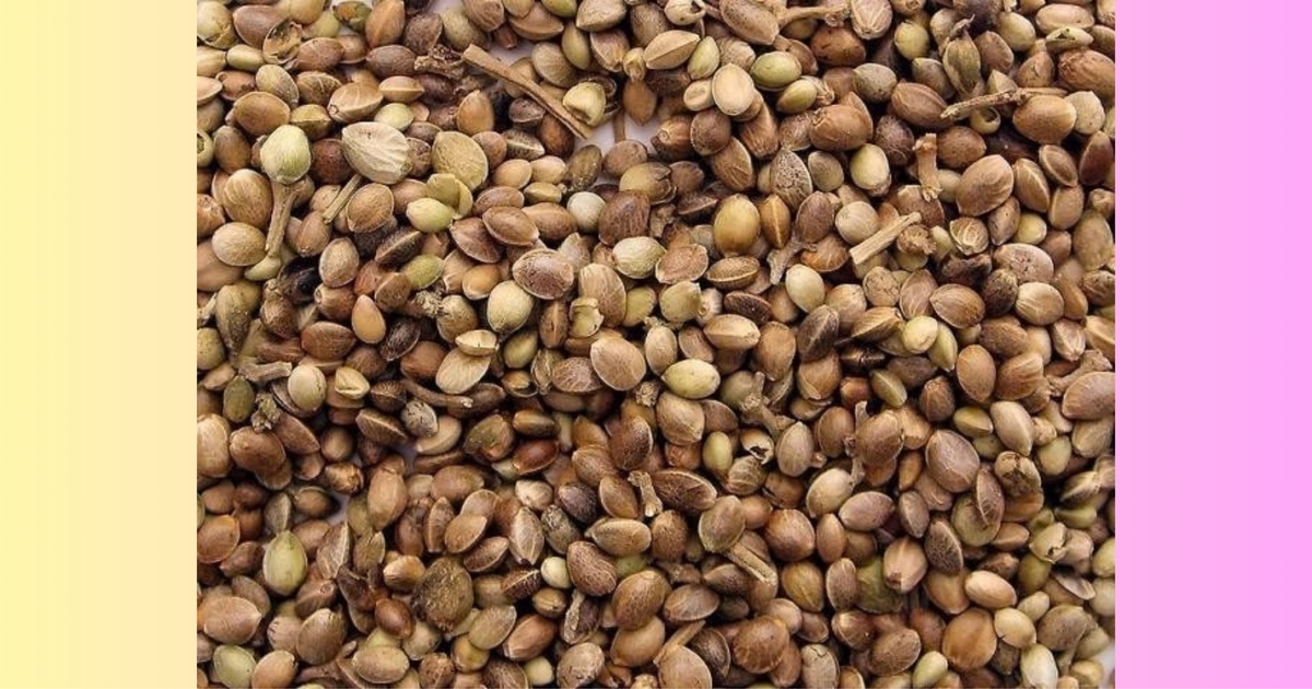 Copdock Mill Huge Hemp 700g Unprepared Fishing Bait Carp Barbel Tench Roach